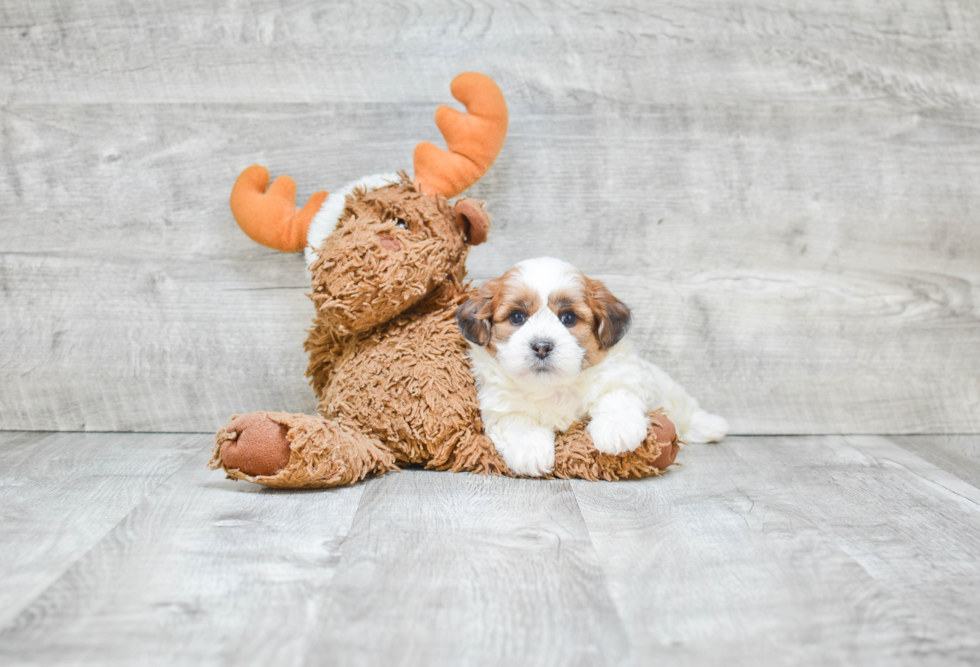 Teddy Bear Puppy for Adoption