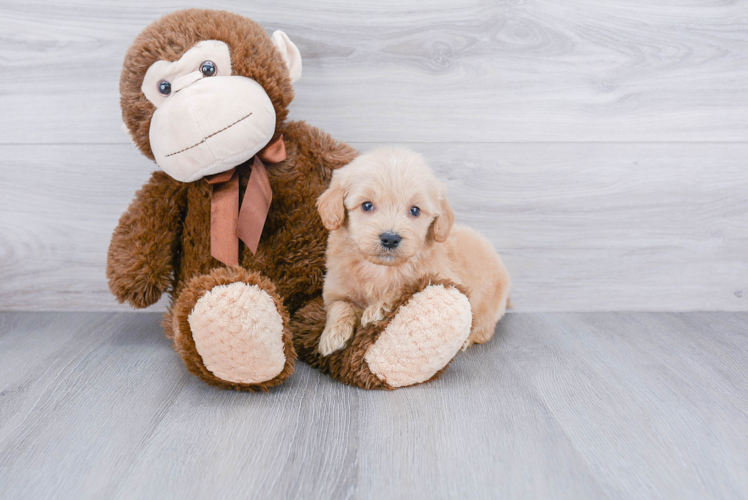 Fluffy Mini Goldendoodle Poodle Mix Pup