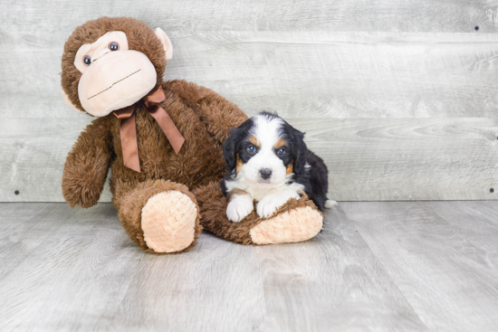 Mini Bernedoodle Pup Being Cute