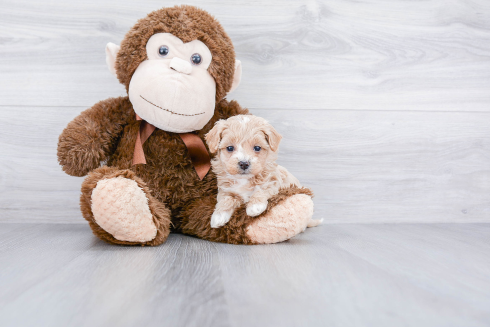 Best Maltipoo Baby