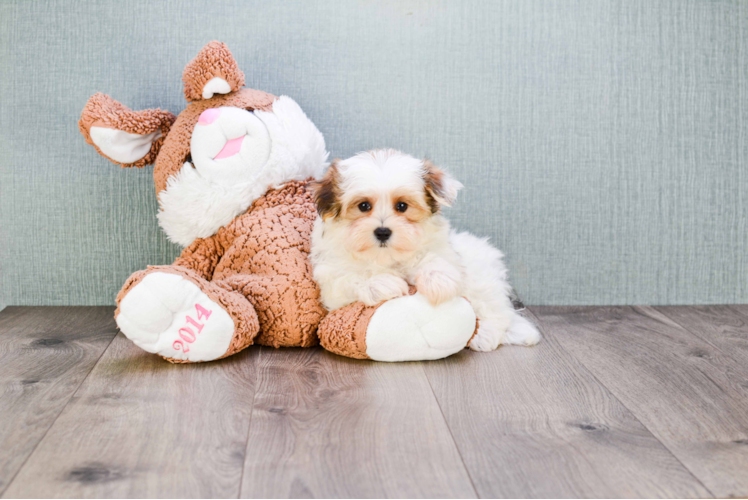 Popular Morkie Designer Pup