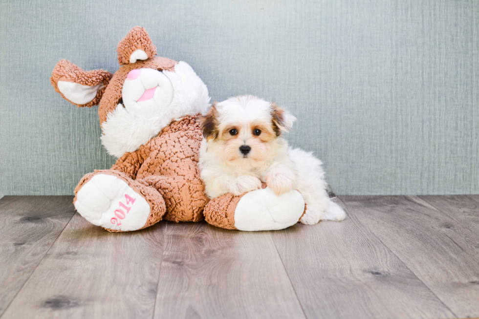 Popular Morkie Designer Pup