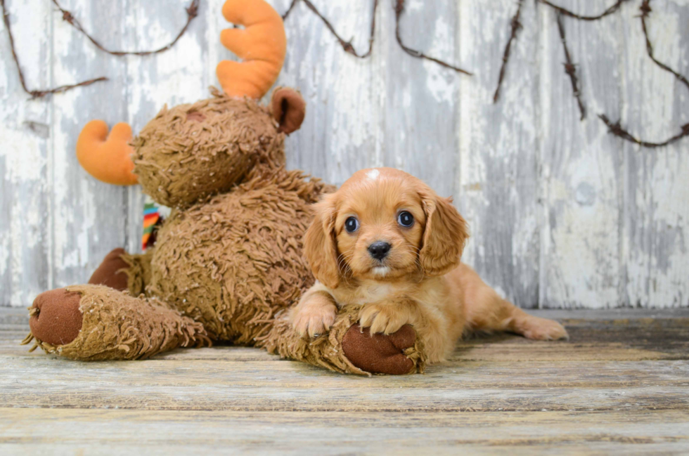 Playful Cavalier King Charles Spaniel Purebred Pup