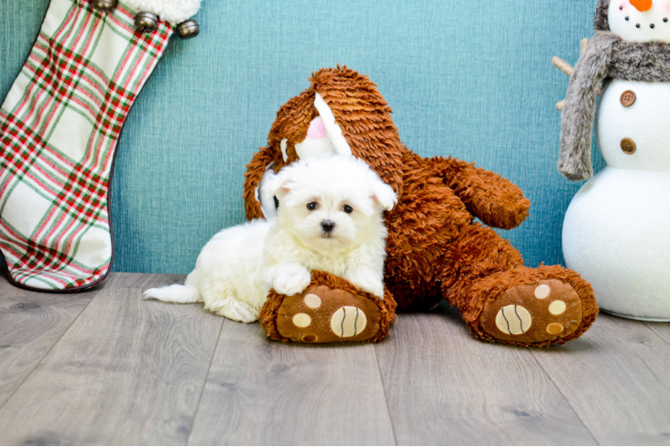 Best Maltese Baby