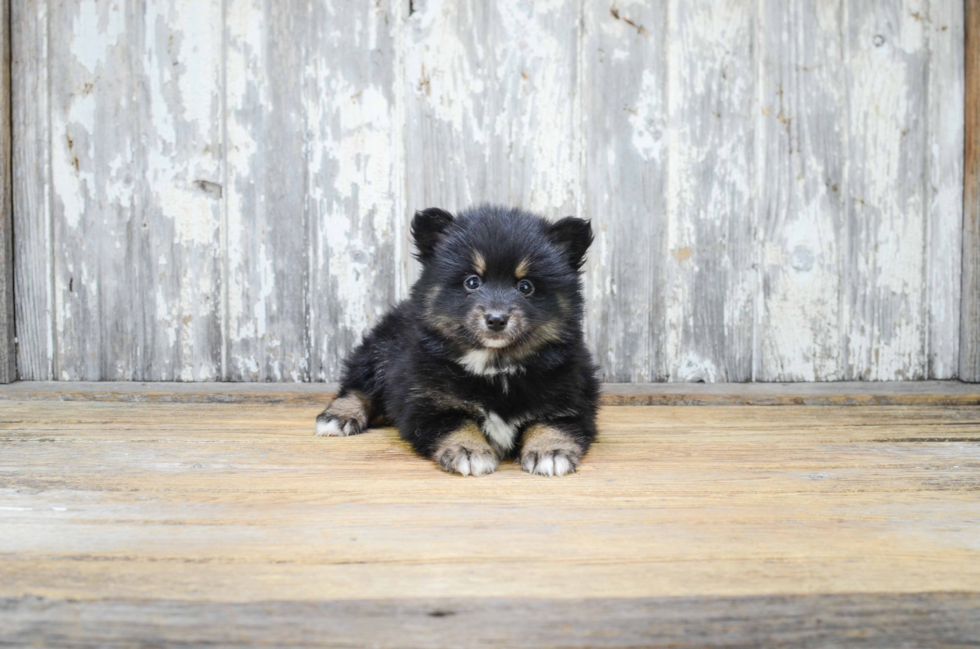 Pomsky Puppy for Adoption