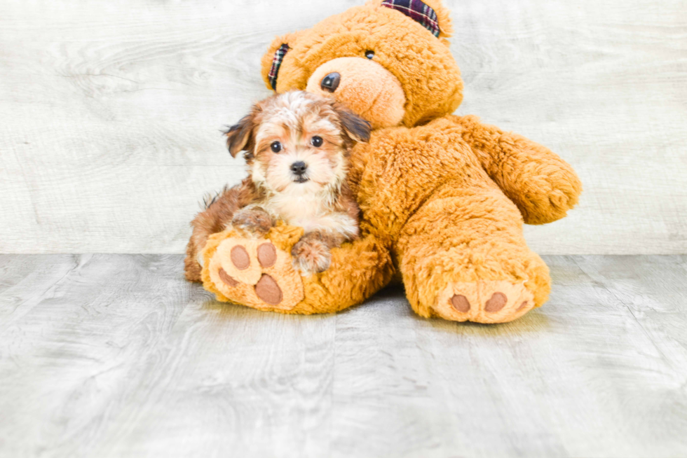 Morkie Pup Being Cute