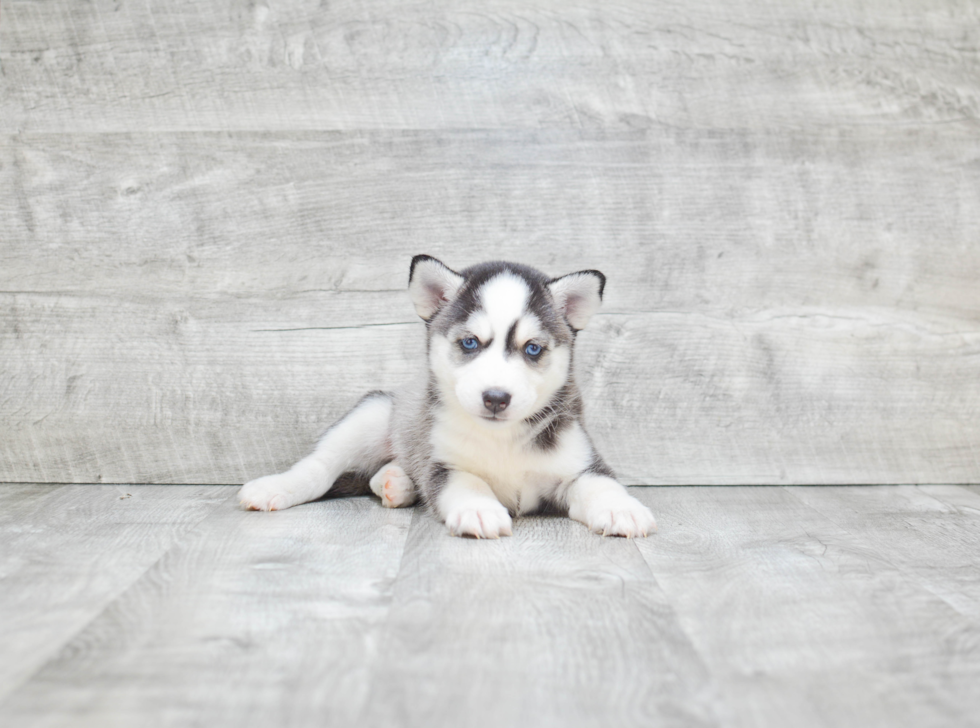 Little Mini Husky Designer Puppy