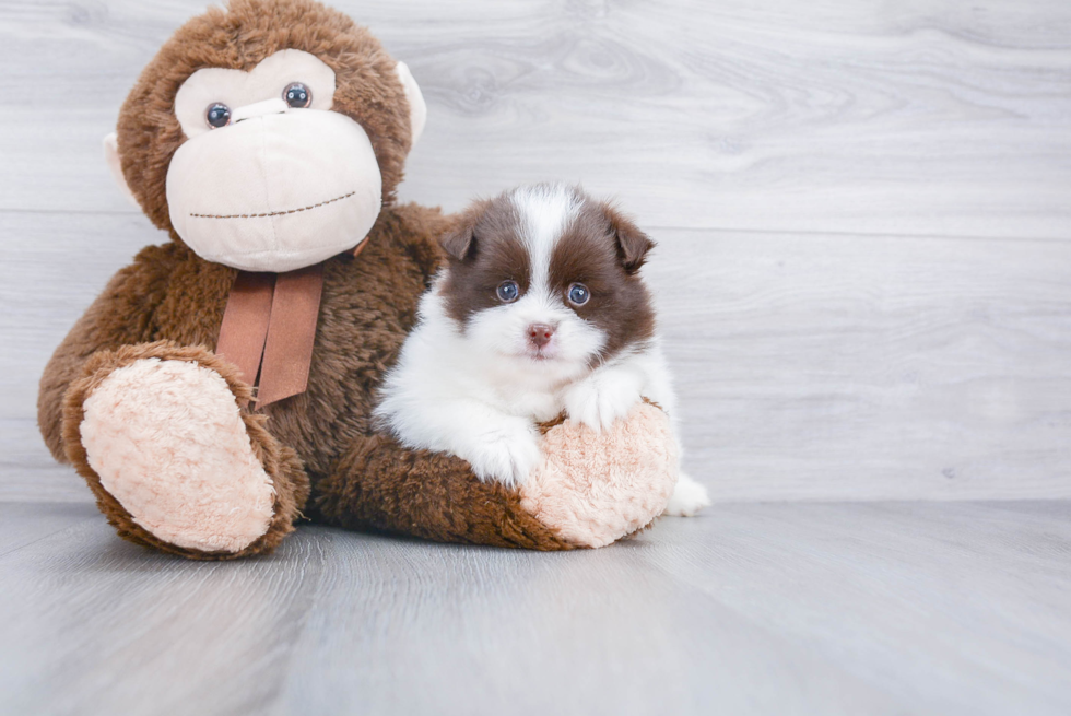 Smart Pomeranian Purebred Puppy