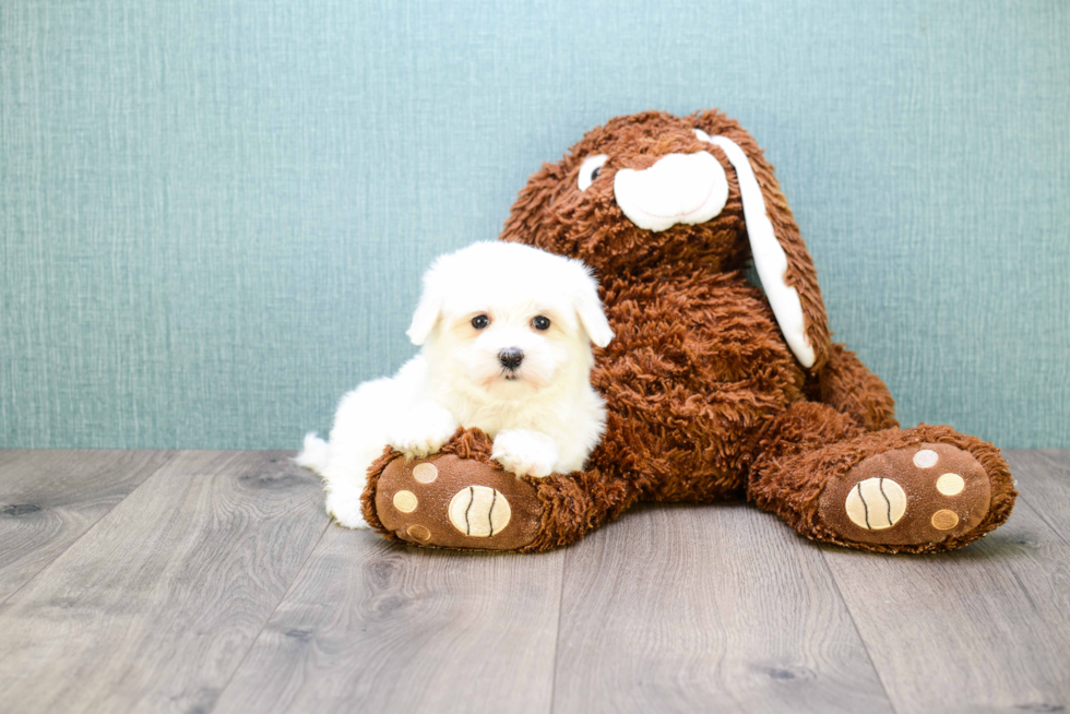 Small Maltese Baby