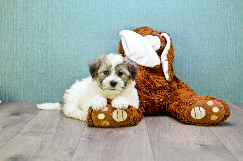 Sweet Havanese Purebred Puppy