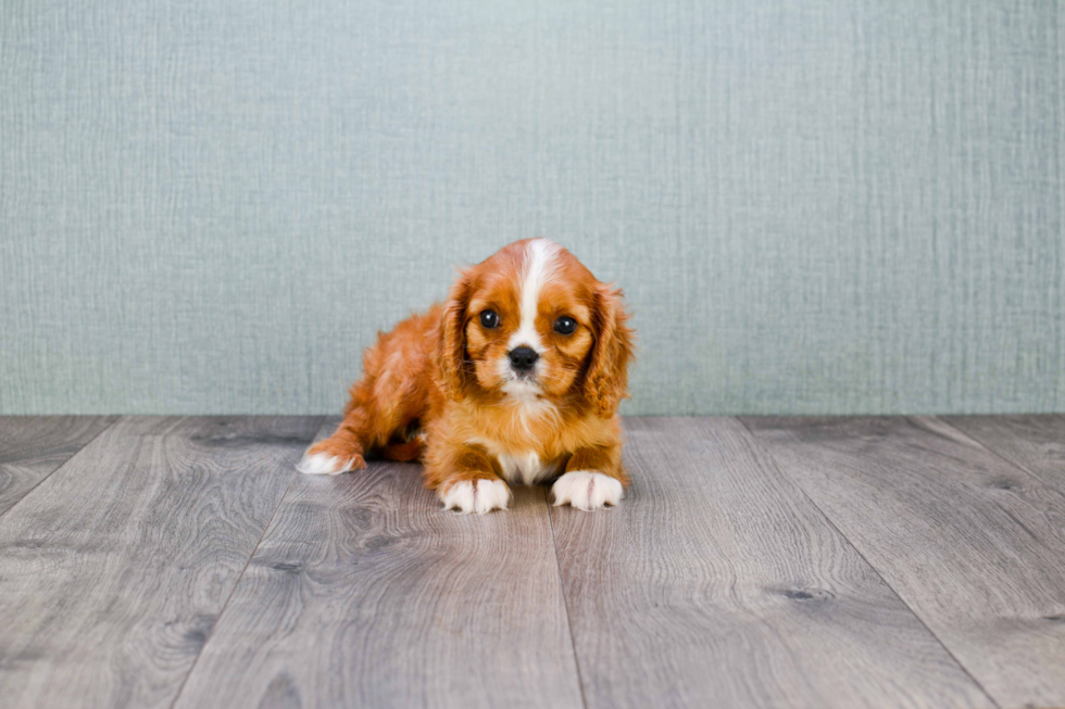 Smart Cavalier King Charles Spaniel Purebred Puppy