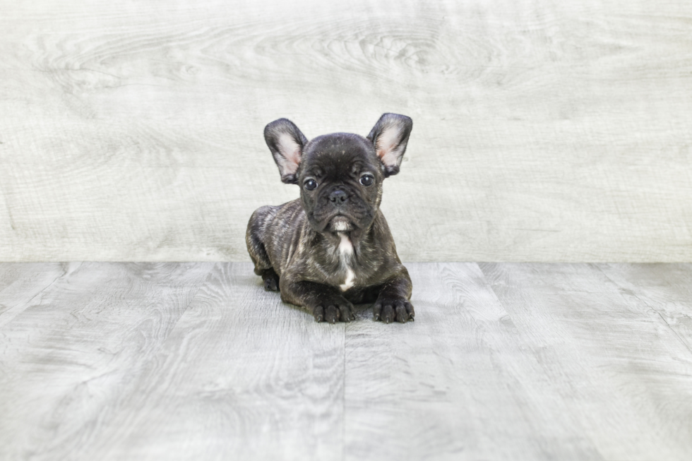 Fluffy Frenchie Purebred Puppy