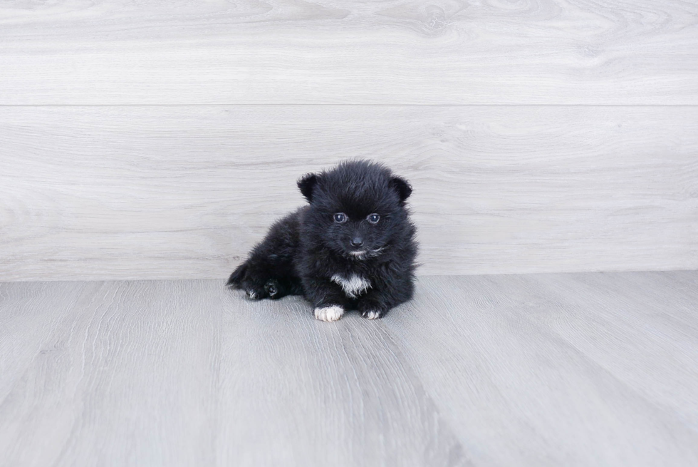 Pomeranian Puppy for Adoption