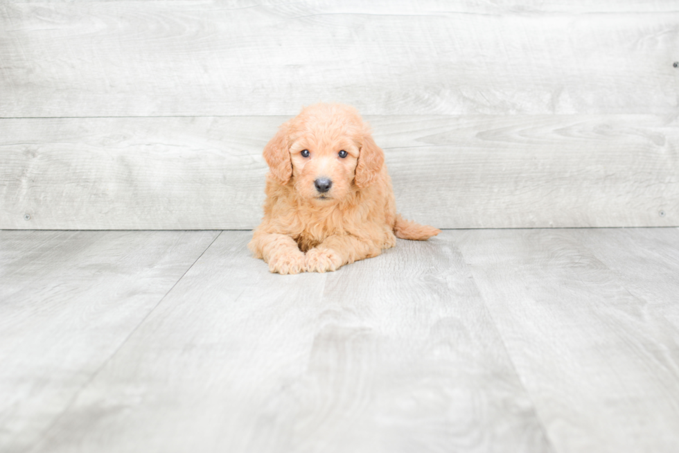 Playful Golden Retriever Poodle Mix Puppy