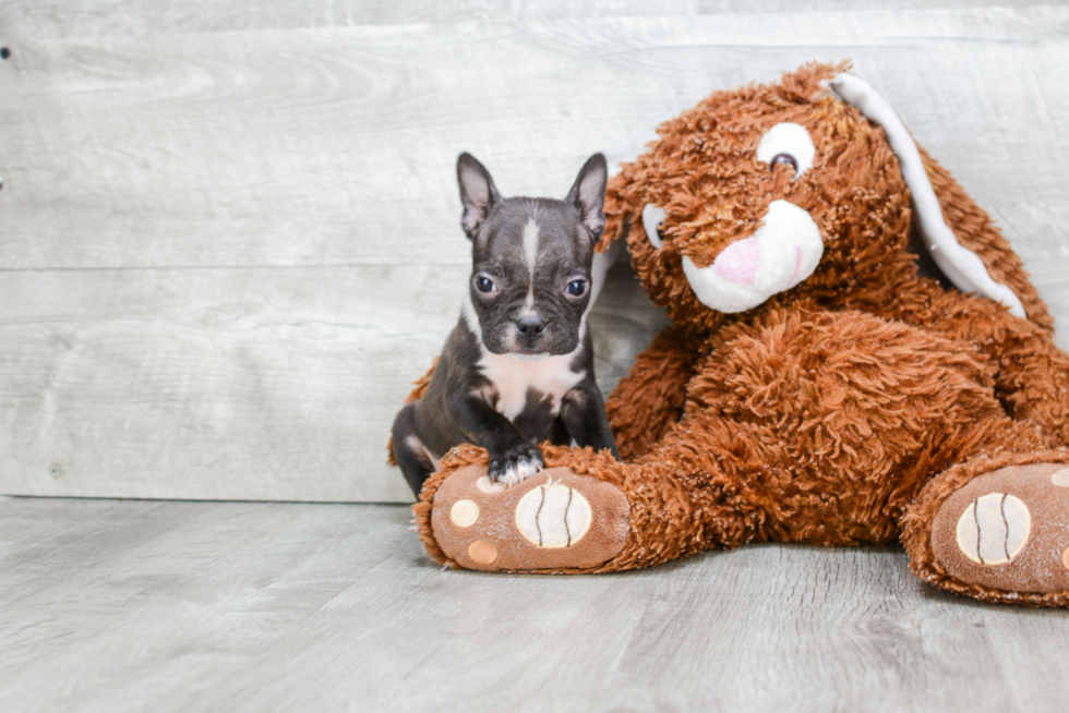 Playful Boston Terrier Baby