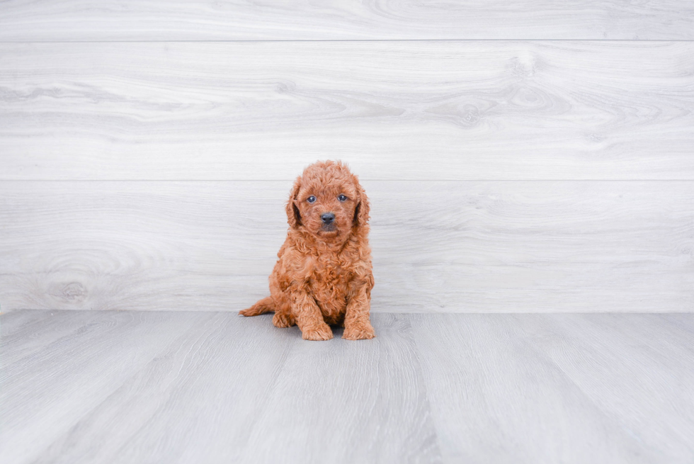 Fluffy Mini Goldendoodle Poodle Mix Pup