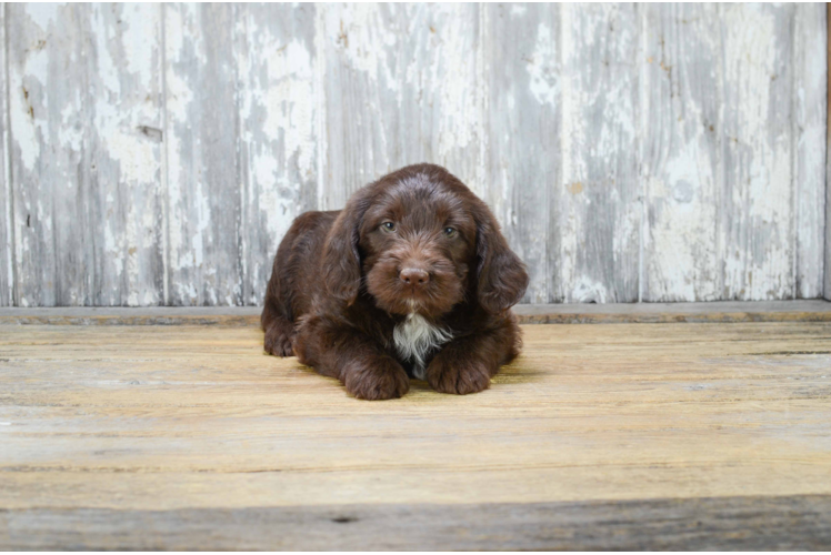 Mini Labradoodle Pup Being Cute