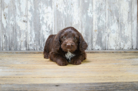 Mini Labradoodle Pup Being Cute