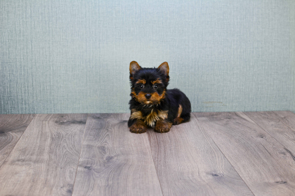 Meet Bella - our Yorkshire Terrier Puppy Photo 