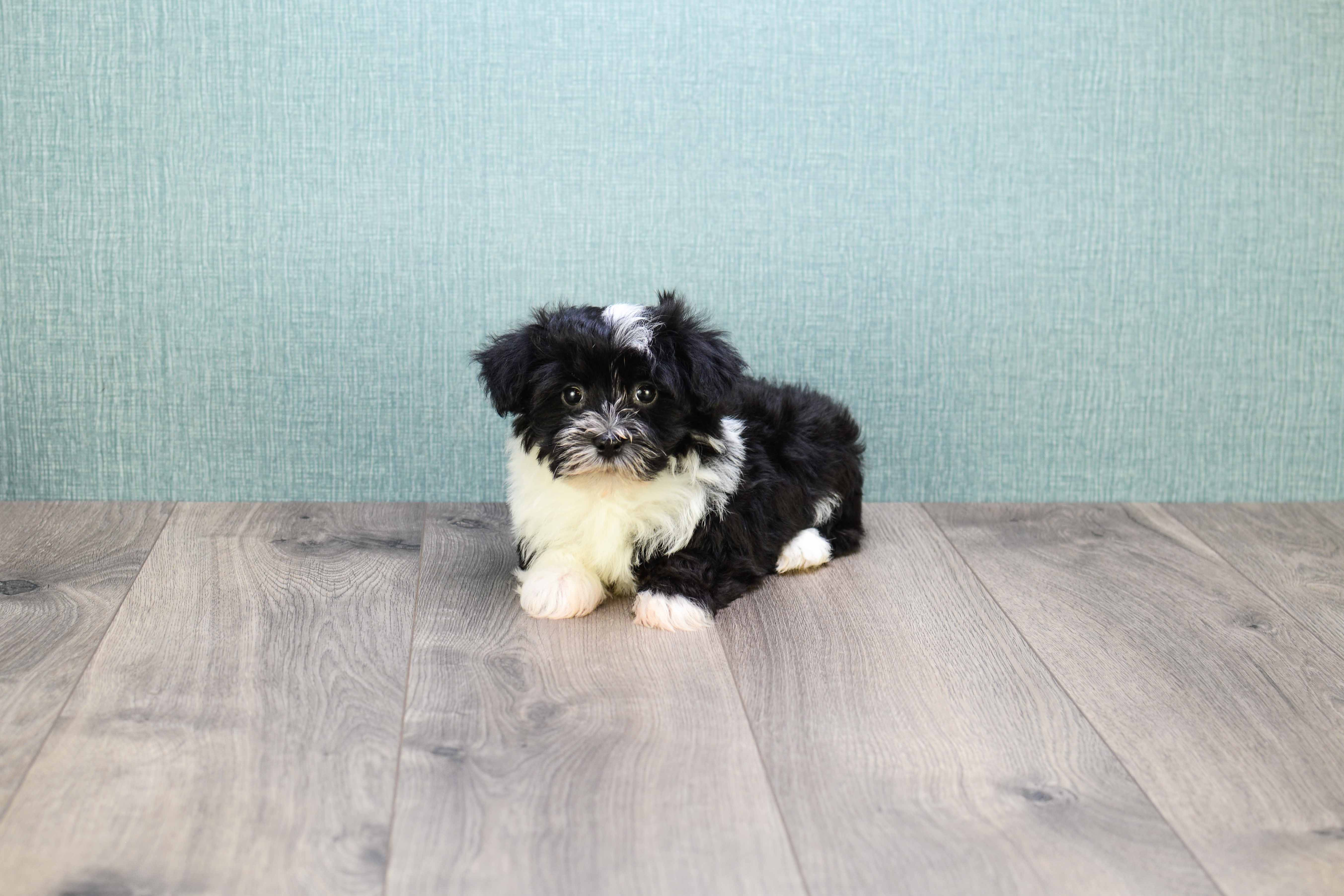 Best Havanese Baby