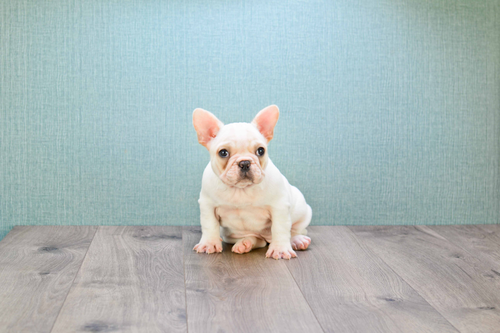 Little French Bulldog Purebred Pup