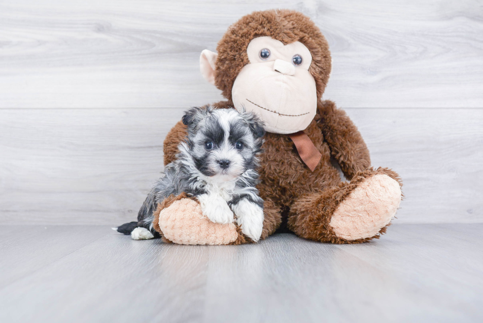 Hypoallergenic Havanese Purebred Pup