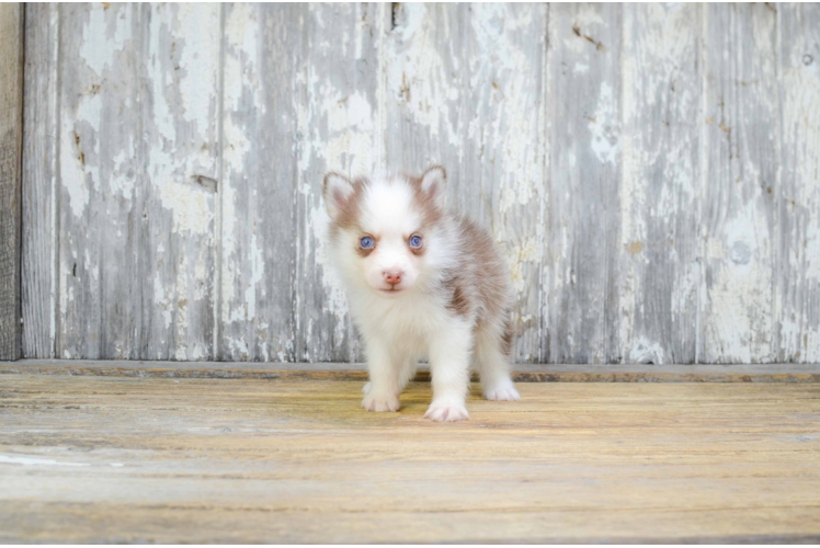 Pomsky Puppy for Adoption