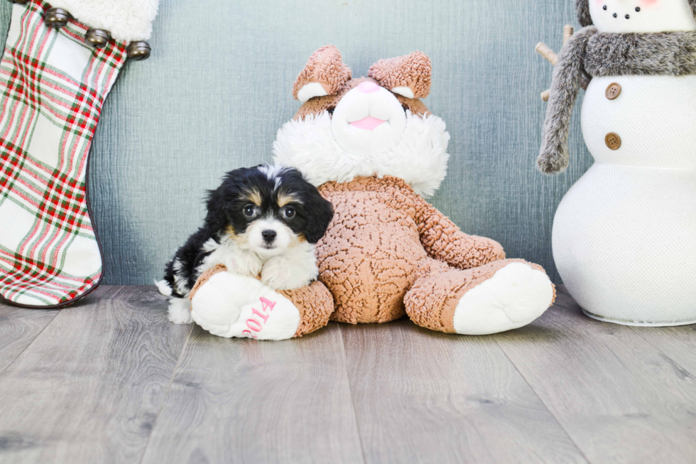 Friendly Cavachon Baby