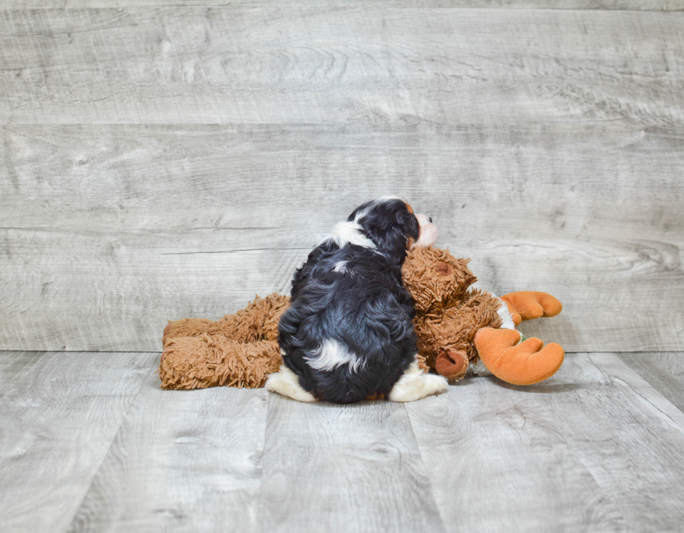 Cavalier King Charles Spaniel Pup Being Cute