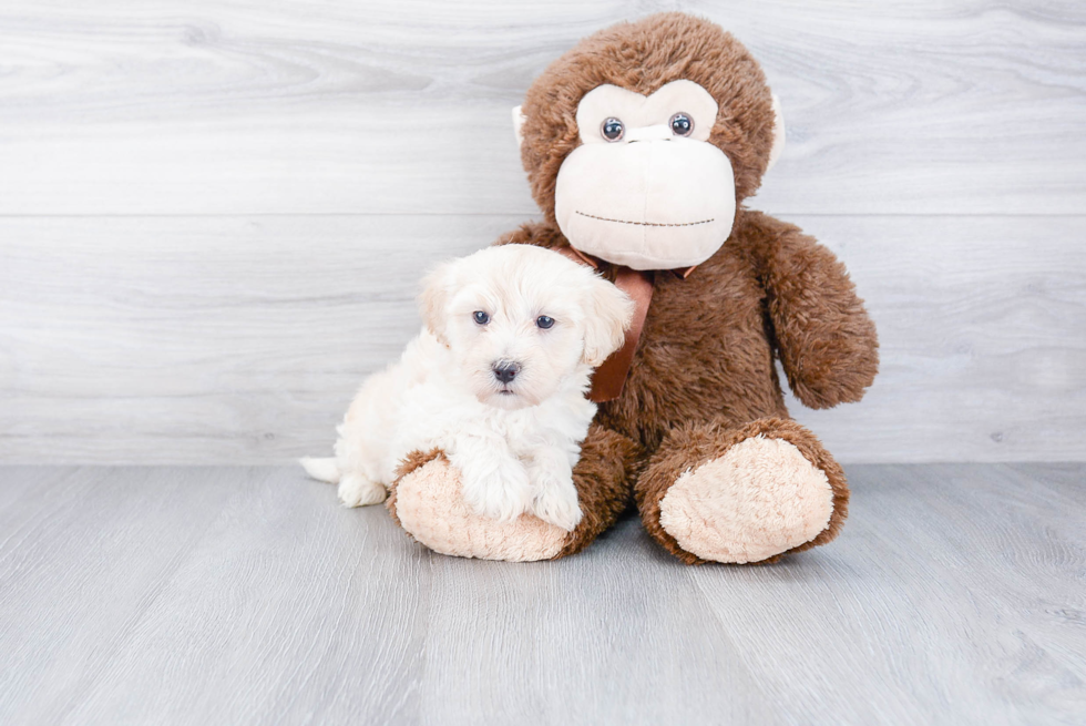 Small Havanese Purebred Pup