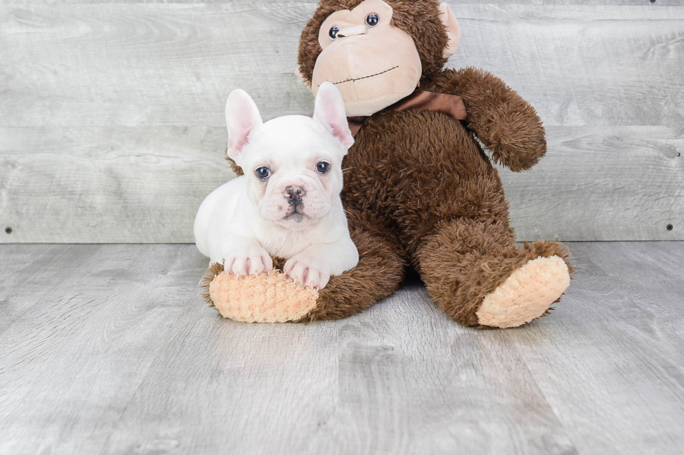 Small French Bulldog Purebred Pup