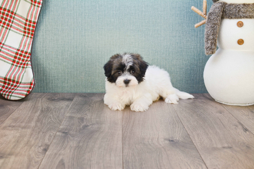 Hypoallergenic Havanese Purebred Pup