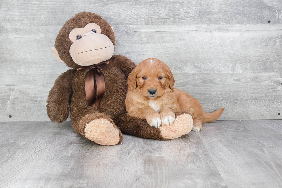 Mini Goldendoodle Pup Being Cute