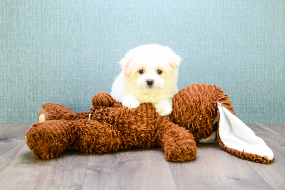 Maltipom Pup Being Cute