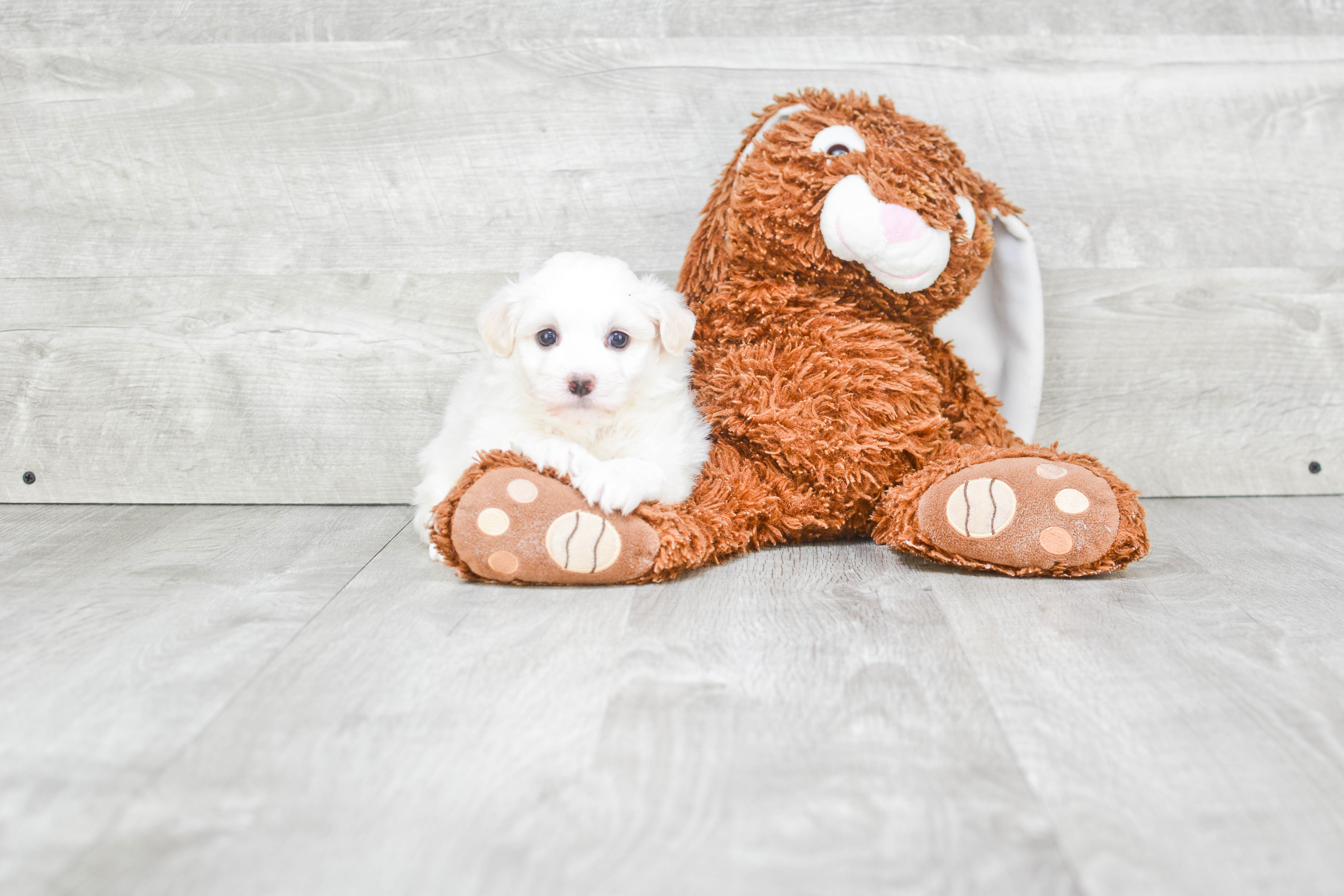Best Havanese Baby