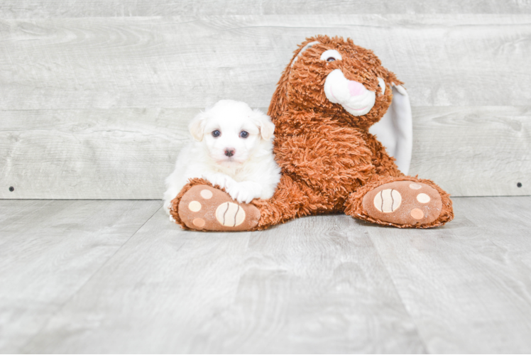 Best Havanese Baby