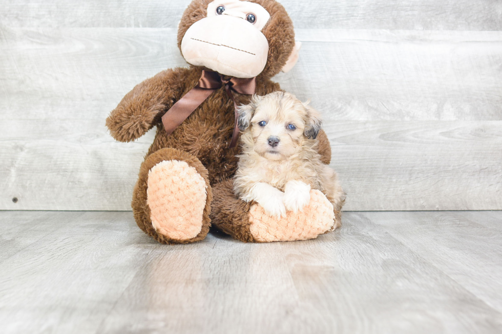 Little Aussiepoo Poodle Mix Puppy