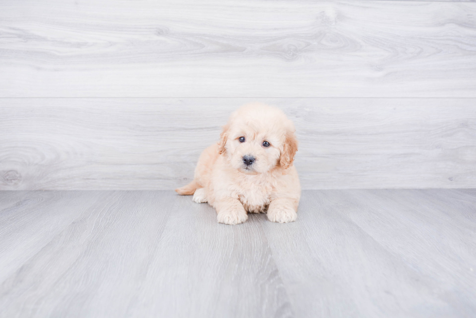 Mini Goldendoodle Puppy for Adoption