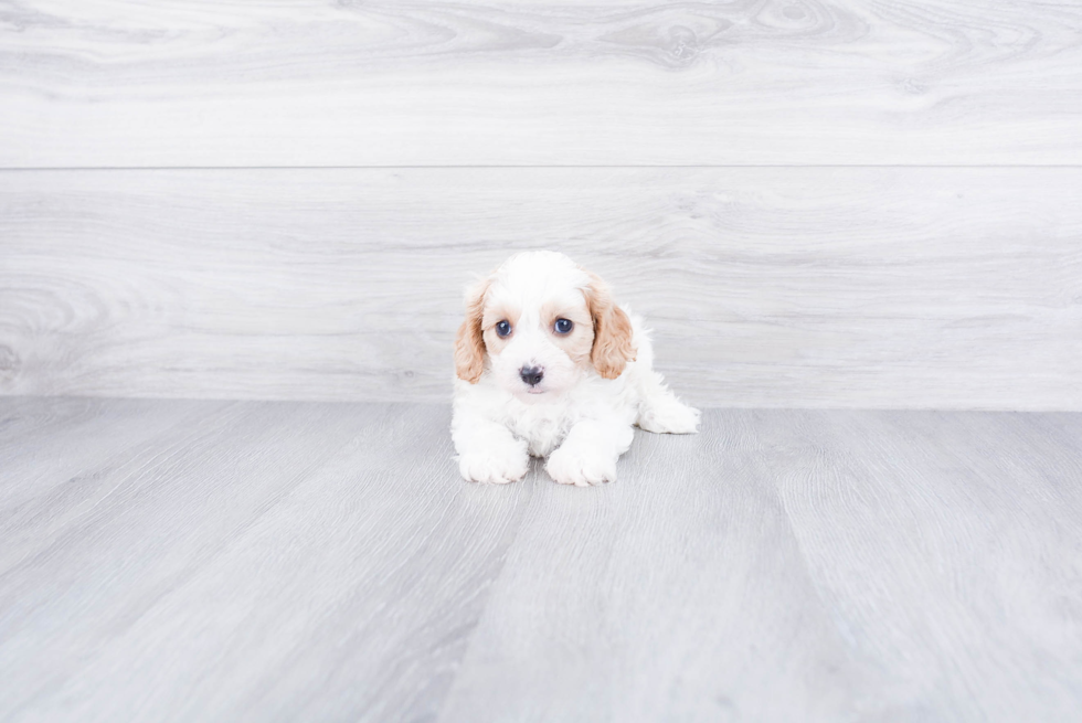 Best Cavapoo Baby