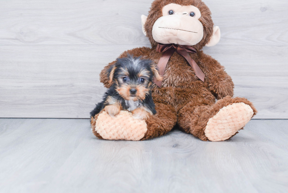 Meet Izzie - our Yorkshire Terrier Puppy Photo 