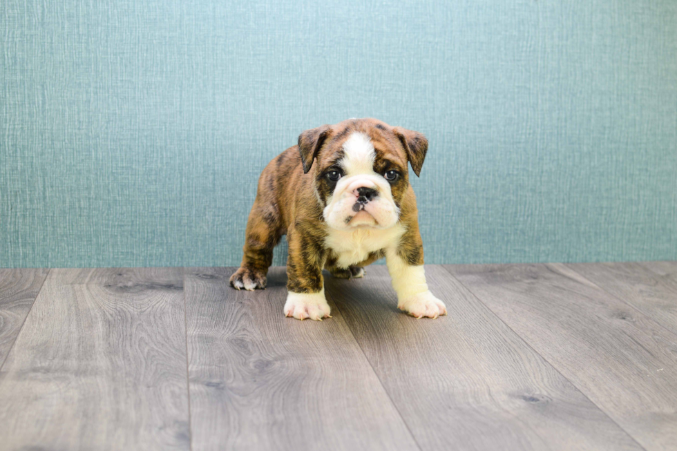 Cute English Bulldog Baby