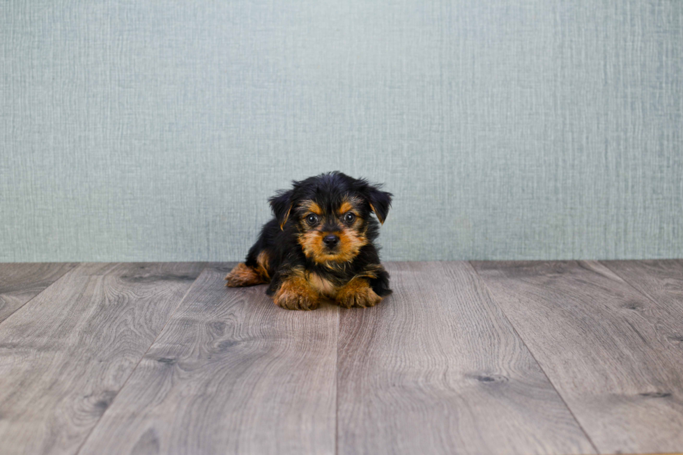 Meet Joey - our Yorkshire Terrier Puppy Photo 