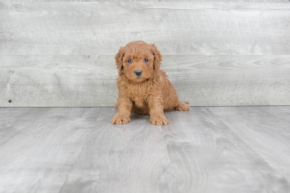 Happy Mini Goldendoodle Baby