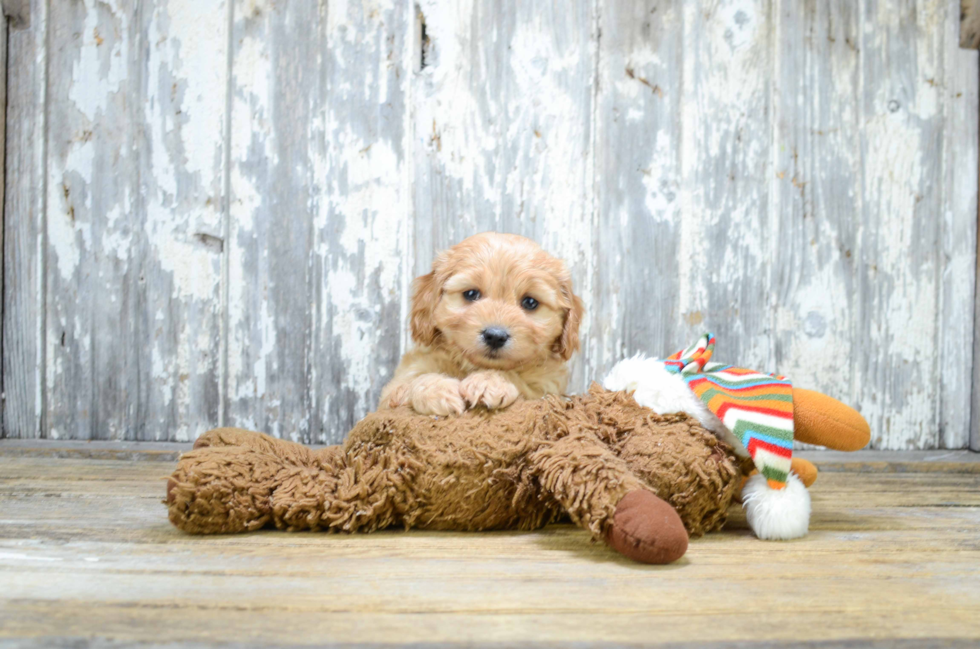 Cavachon Pup Being Cute