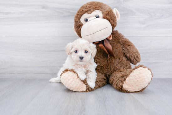 Maltipoo Pup Being Cute