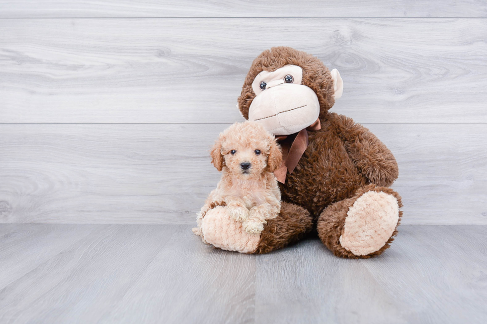 Maltipoo Puppy for Adoption