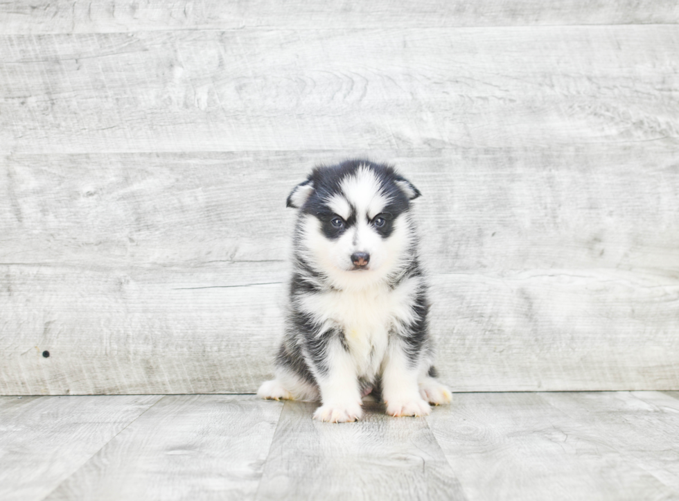 Friendly Pomsky Baby