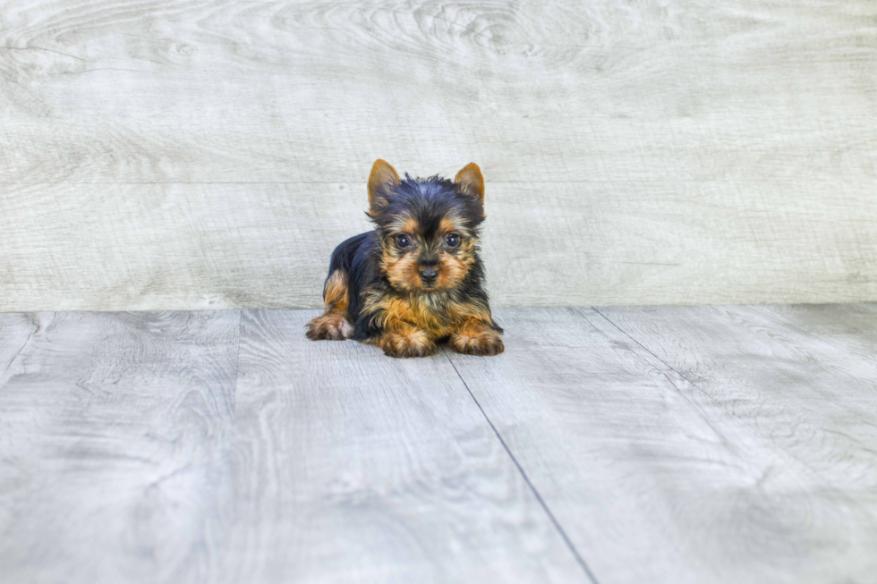 Meet Tinkerbell - our Yorkshire Terrier Puppy Photo 