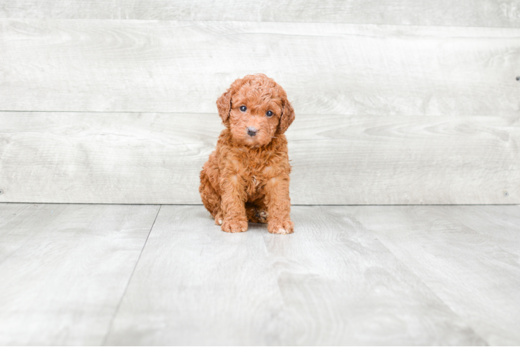 Energetic Golden Retriever Poodle Mix Puppy