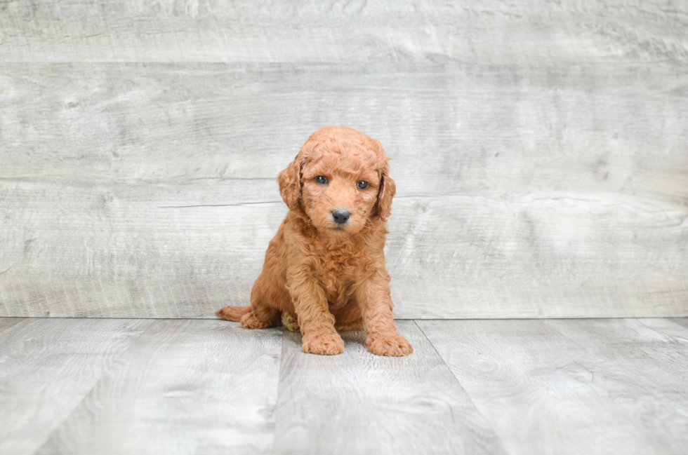 Best Mini Goldendoodle Baby